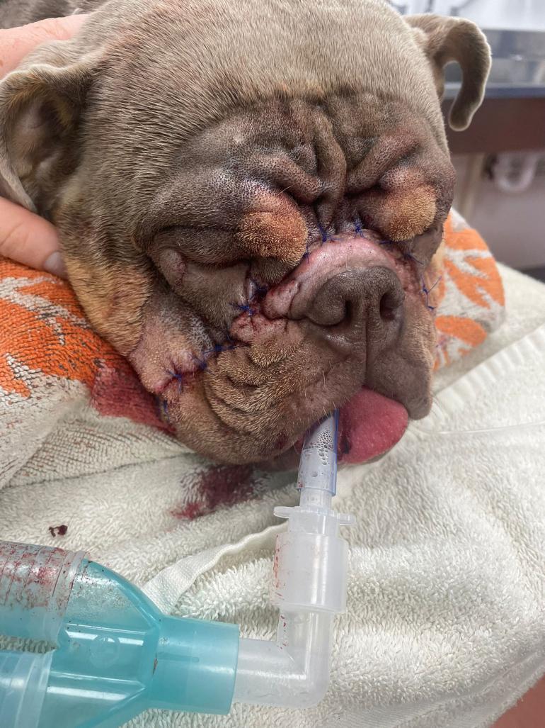 Bulldog (Tuna)
