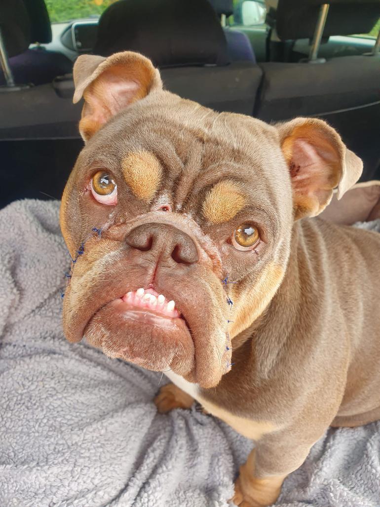 Bulldog (Tuna)