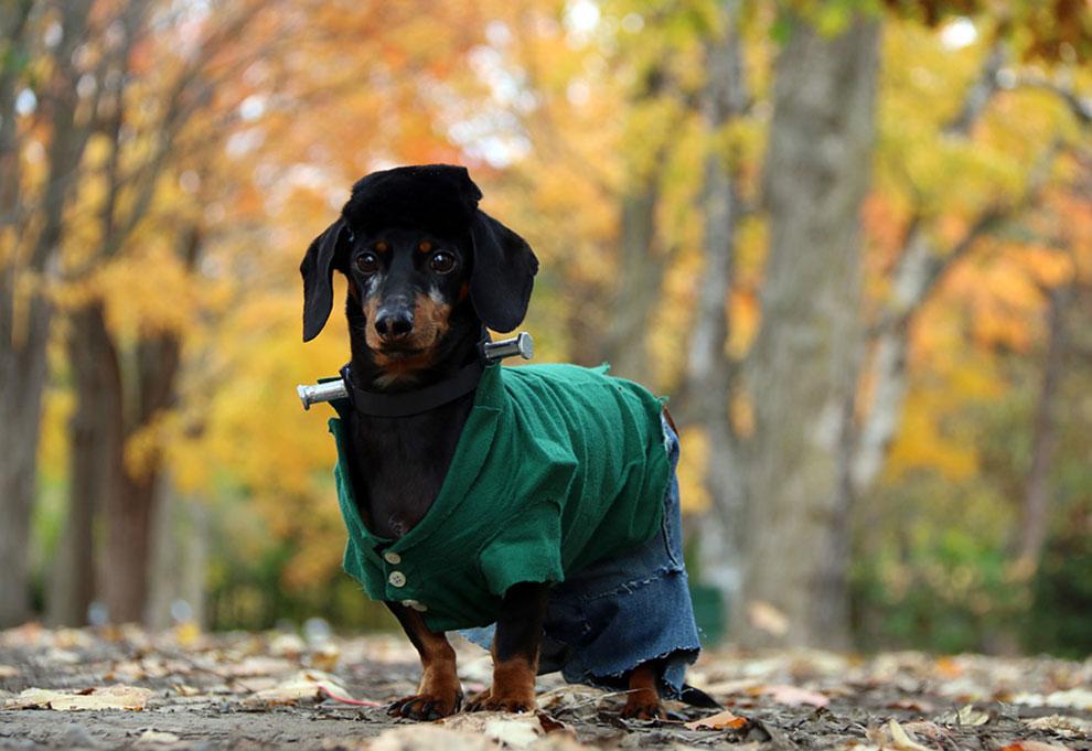 Mäyräkoira Crusoella on joka päivä Halloween - jösses, mitä asuja!