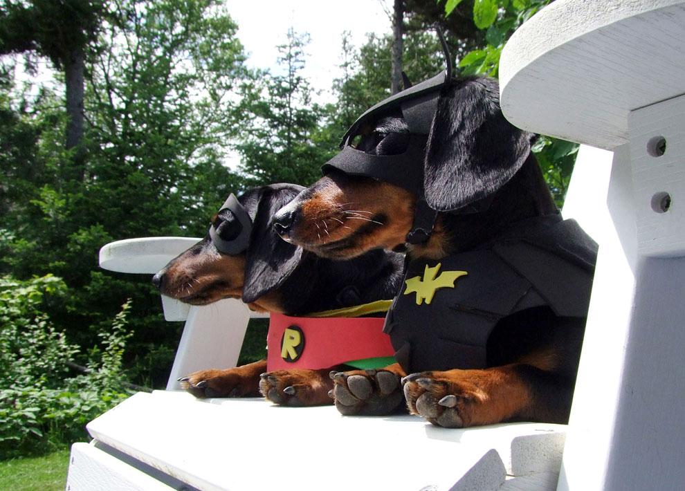 Mäyräkoira Crusoella on joka päivä Halloween - jösses, mitä asuja!