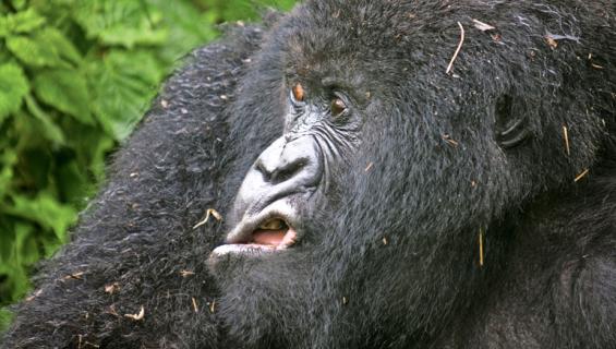 gorilla