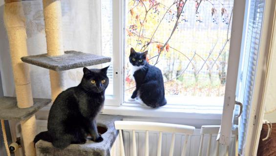 Hyvinkään eläinsuojeluyhdistyksen kissoja.