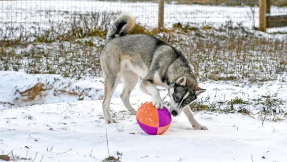 Messi-husky sai nimensä jalkapallotähden mukaan.
