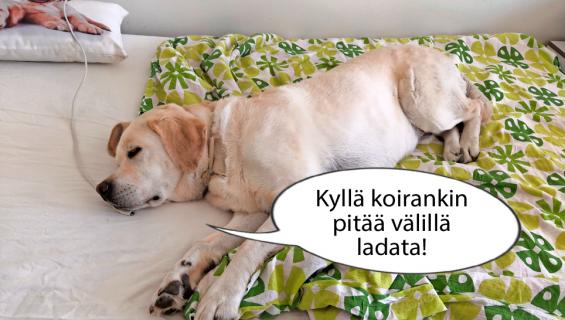 hauskat-kuvat-uutiset-seiska