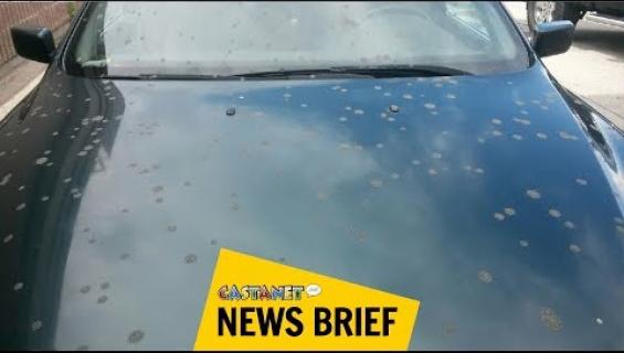 Karmeaa! Taivaalta satoi ulostetta ihmisten niskaan - kymmeniä uhreja! Katso video!