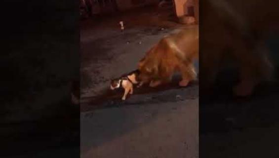 Aww, kultainennoutaja esti kissatappelun! Katso viraaliksi mennyt video!