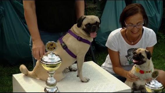 Tämä koira on mopsien Usain Bolt! Katso hauska video!