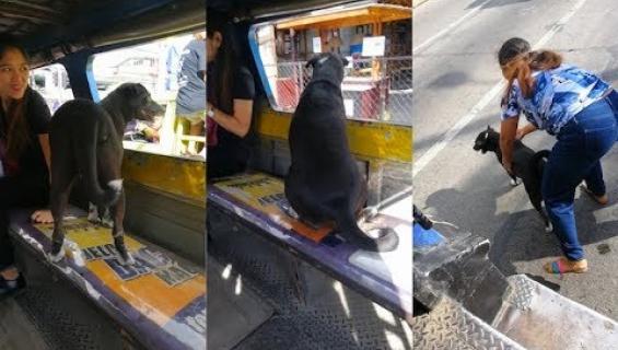 Omatoiminen koira seurasi töihin lähtenyttä omistajaansa bussilla! Katso video!