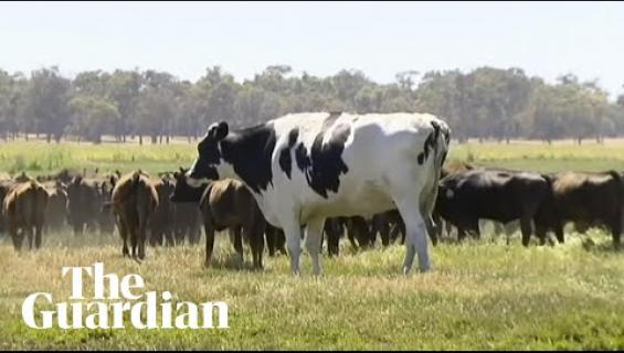 Liian iso sonni säästyy teurastamolta! "Knickers" painaa 1400 kiloa - katso video valtavasta eläimestä!