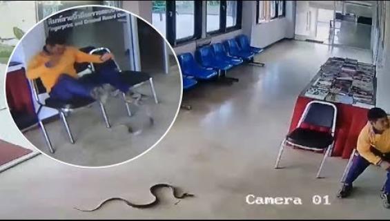 Käärme luikerteli poliisiasemalle ja kävi miehen kimppuun! Katso video!