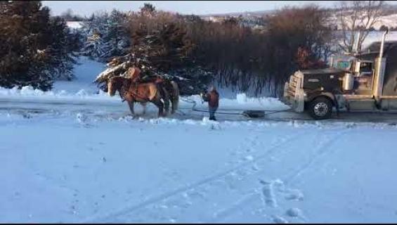 Montako hevosvoimaa? Hevoset vetivät puoliperävaunua - katso video!