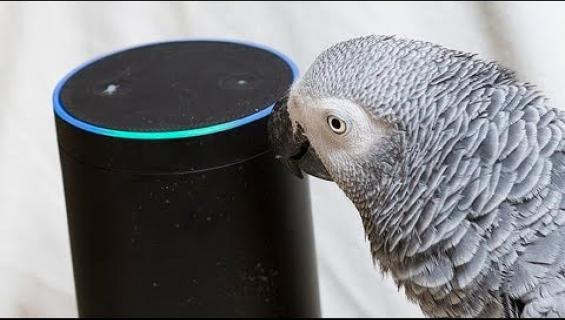 Liikaa kiroillut papukaija löysi uuden ystävän Amazonin Alexasta!