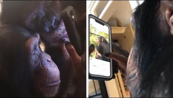Näitkö tämän videon Instagramia selaavasta simpanssista? Asiantuntija tyrmistyi - lue miksi!