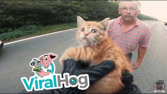 Tämä video saa hyvälle tuulelle! Moottoripyöräilijä pelasti kissanpennun ajotietä!