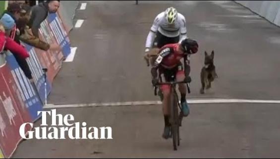 Koira karkasi omistajaltaan kesken lenkin ja ryntäsi pyöräilytapahtuman maalisuoralle!