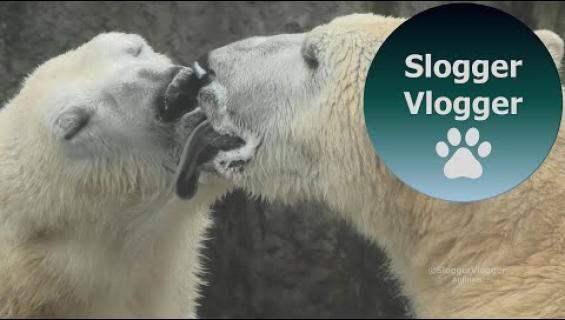 Urosjääkarhujen kielisuudelma meni viraaliksi - kyse ei kuitenkaan ole romantiikasta!