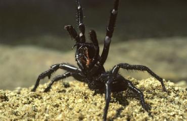 Atrax robustus -hämähäkinpurema voi olla tappava.
