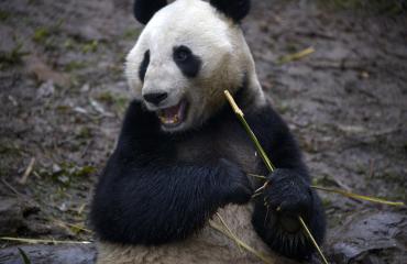 Isopandat lisääntyvät aktiivisemmin, kun niille näytetään pandapornoa.