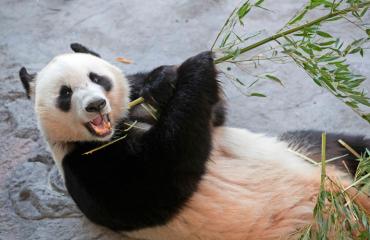 Ähtärin pandat viettävät juhannusta.