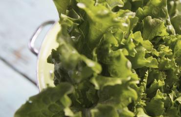 Lapsi ei pitänyt salaatista.