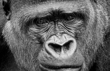 Gorillapukuinen voro pelotteli asukkaita Louisianassa.