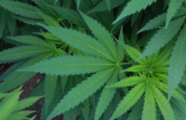 Kannabis voi olla apu yhdyntäkipuihin.