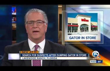 Ruokakaupasta löytyi hylätty alligaattori! Katso video!