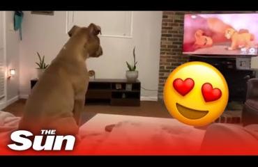 Ei voi olla totta! Näin Leijonakuningas-leffaa katsova Luna-koira reagoi Mufasan kuolemaan - katso sydämet sulattava video!