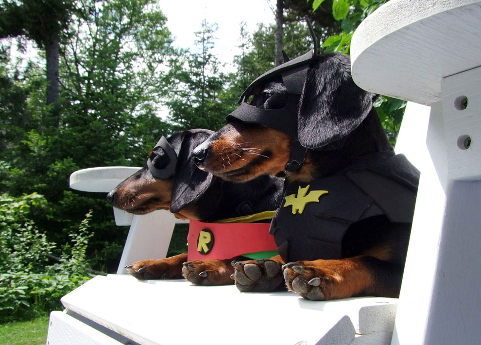 Mäyräkoira Crusoella on joka päivä Halloween - jösses, mitä asuja!
