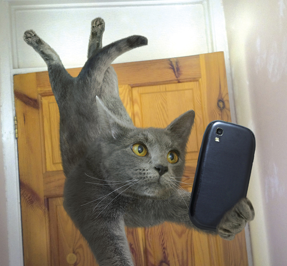Onko tässä vuoden hauskin eläinkalenteri: kotikissat napsivat selfieitä?!