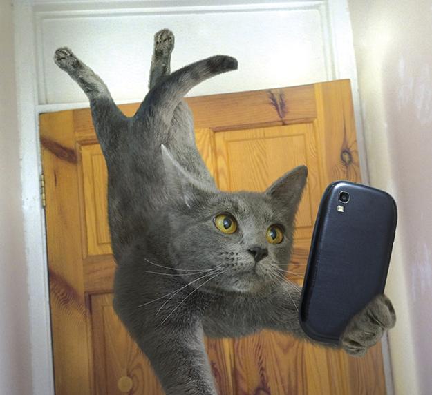 Onko tässä vuoden hauskin eläinkalenteri: kotikissat napsivat selfieitä?!
