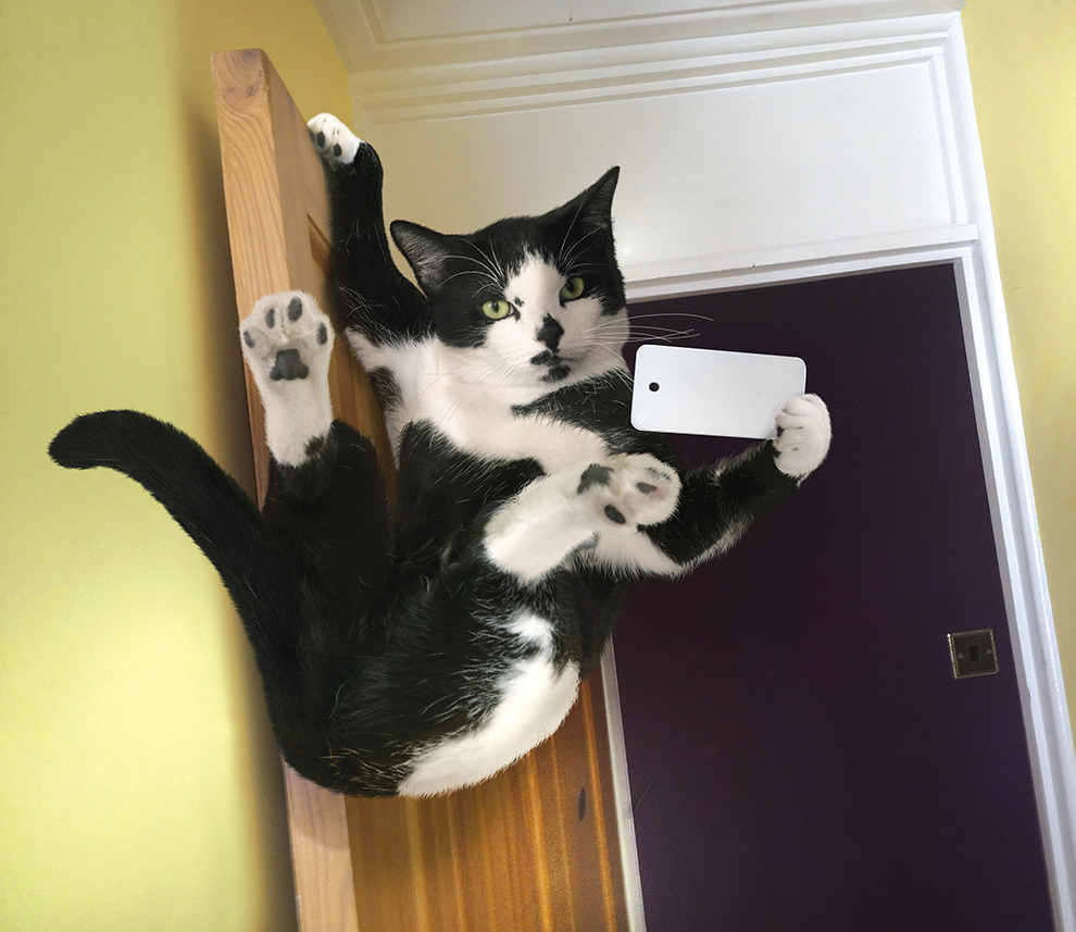 Onko tässä vuoden hauskin eläinkalenteri: kotikissat napsivat selfieitä?!