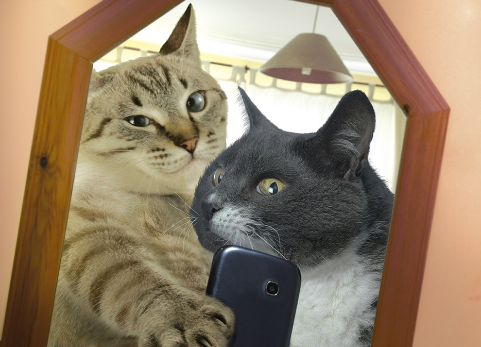 Onko tässä vuoden hauskin eläinkalenteri: kotikissat napsivat selfieitä?!