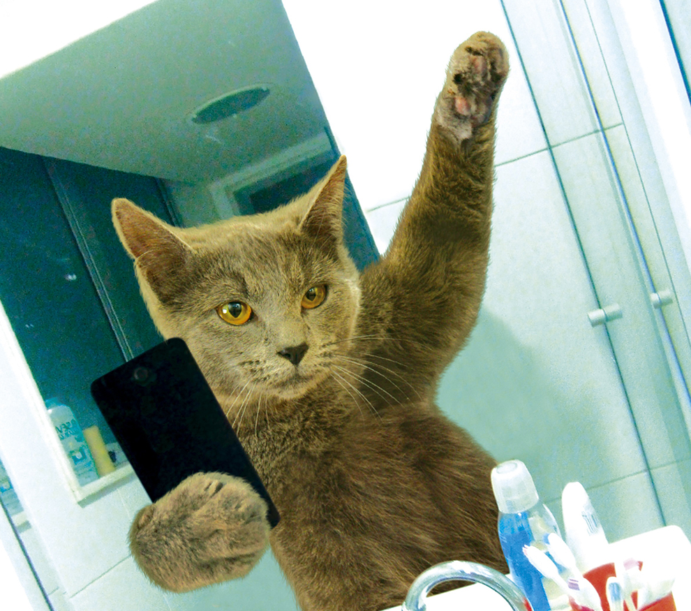 Onko tässä vuoden hauskin eläinkalenteri: kotikissat napsivat selfieitä?!