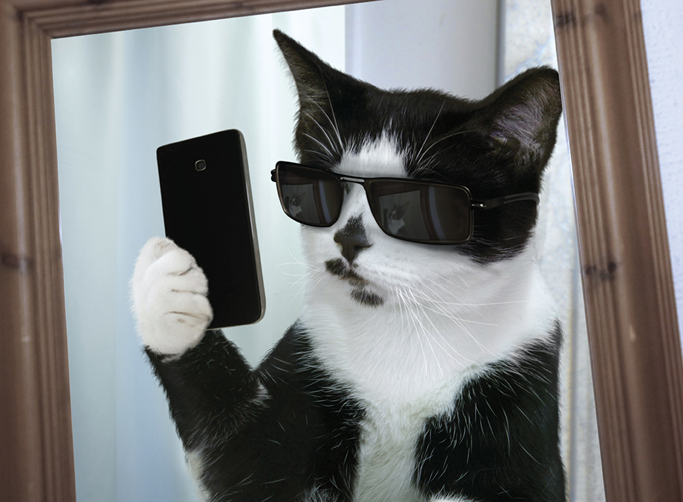 Onko tässä vuoden hauskin eläinkalenteri: kotikissat napsivat selfieitä?!